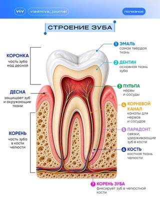 Памятка стоматологу: алгоритм действий — залог успеха.